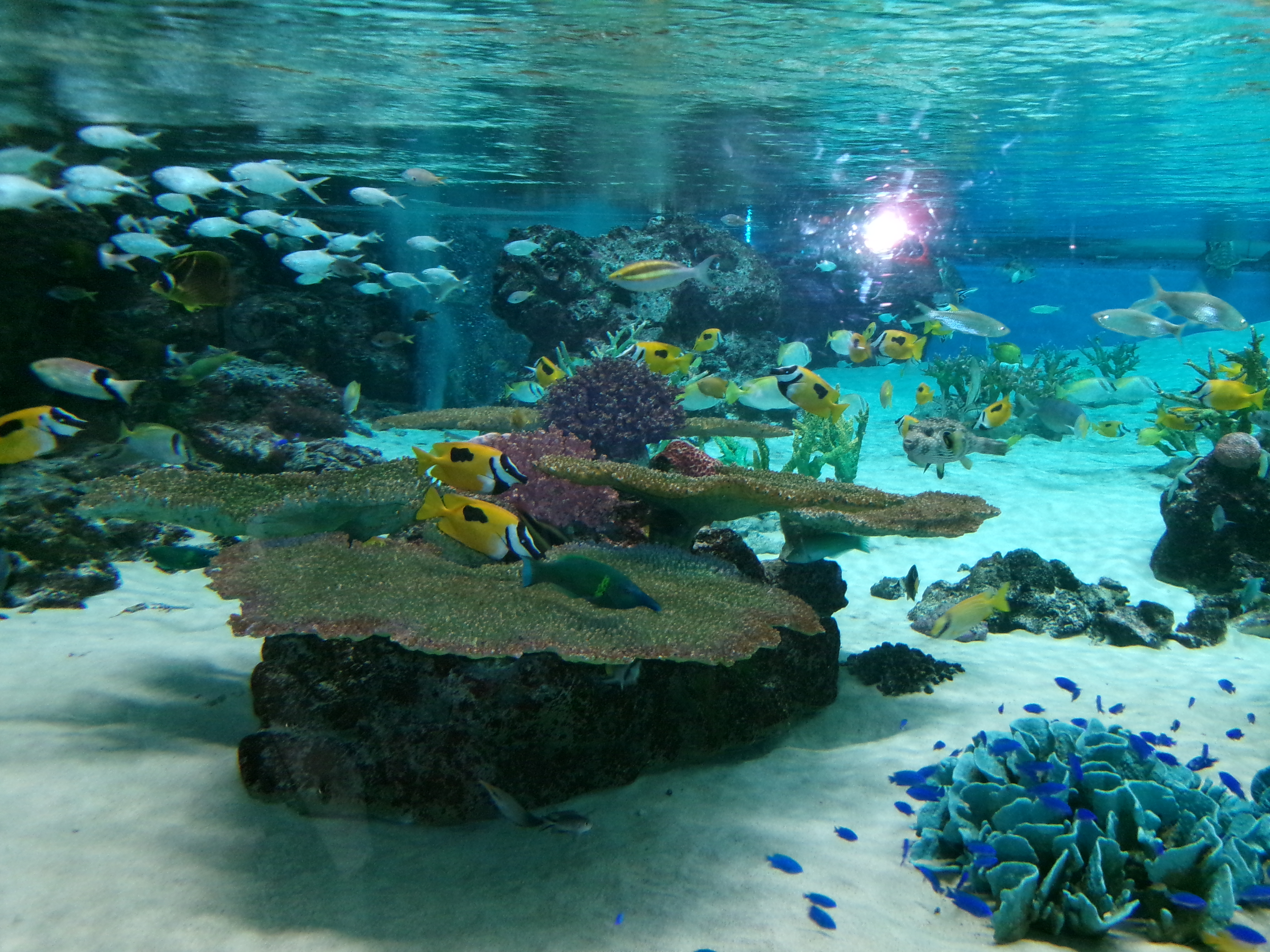 水族館