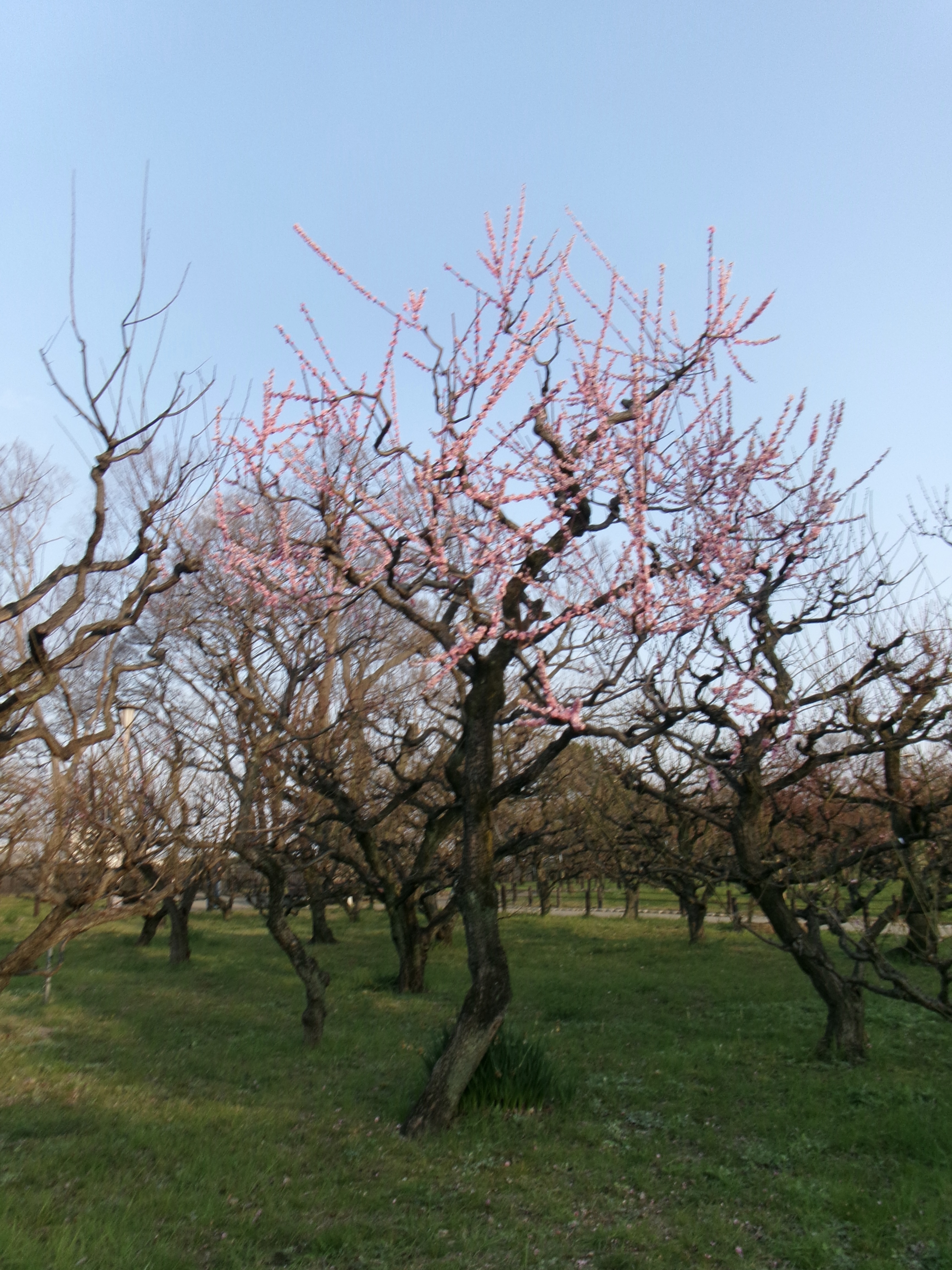 桜
